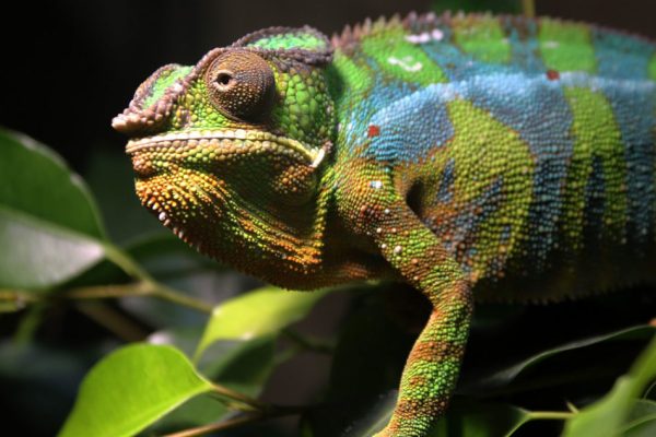 Cameleon