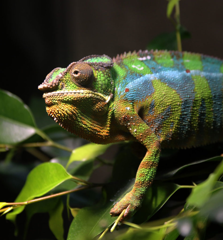 Cameleon