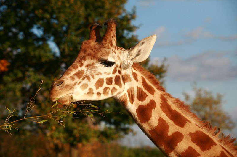 Zoo De Champrepus